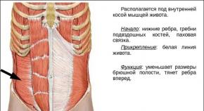 Плоский живот: упражнение Вакуум Что такое поперечная мышца живота